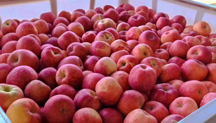 甘肅建投生態(tài)公司5000余噸蘋果繪就鄉(xiāng)村振興新圖景
